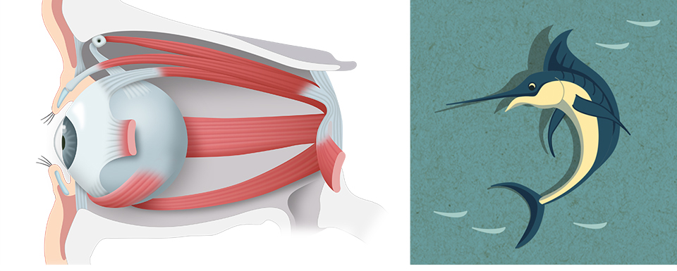 Medical Illustration